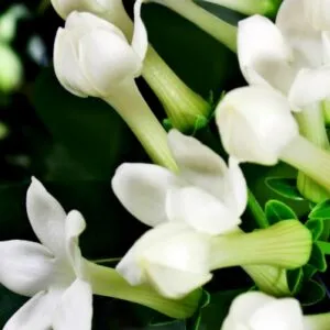 NOTA, Yodeyma EDP – снимка 6