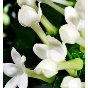 VERY SPECIAL, Yodeyma EDP – снимка 6