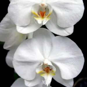 AROMA, Yodeyma EDP – снимка 6