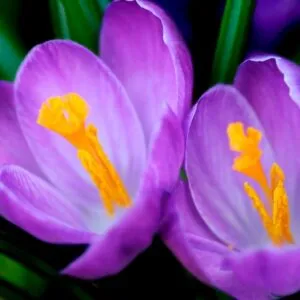 BOREAL, Niche Yodeyma EDP – снимка 6