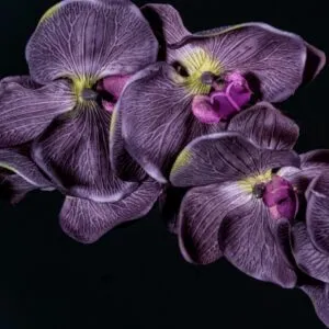 OUDE, Niche Yodeyma EDP – снимка 5